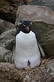 070_Falkland_Islands_New_Island_Felsenpinguin