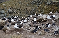 078_Falkland_Islands_New_Island