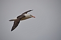 086_Falkland_Islands_New_Island_Albatros