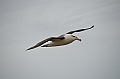 088_Falkland_Islands_New_Island_Albatros