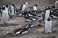 103_Falkland_Islands_Grave_Cove_Eselspinguin
