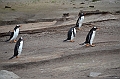 105_Falkland_Islands_Grave_Cove_Eselspinguin
