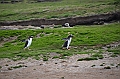 107_Falkland_Islands_Grave_Cove_Eselspinguin