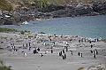 108_Falkland_Islands_Grave_Cove_Eselspinguin