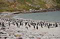 111_Falkland_Islands_Grave_Cove_Eselspinguin