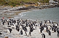 113_Falkland_Islands_Grave_Cove_Eselspinguin