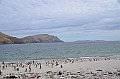 118_Falkland_Islands_Grave_Cove_Eselspinguin