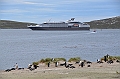137_Falkland_Islands_Grave_Cove_L_Austral