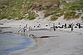 141_Falkland_Islands_Grave_Cove
