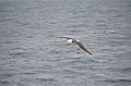 176_Falkland_Islands_Albatros