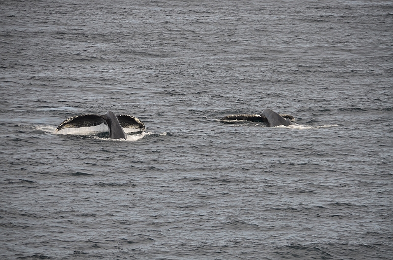 108_USA_Alaska_Unalaska_Island_Humpback_Whale.JPG