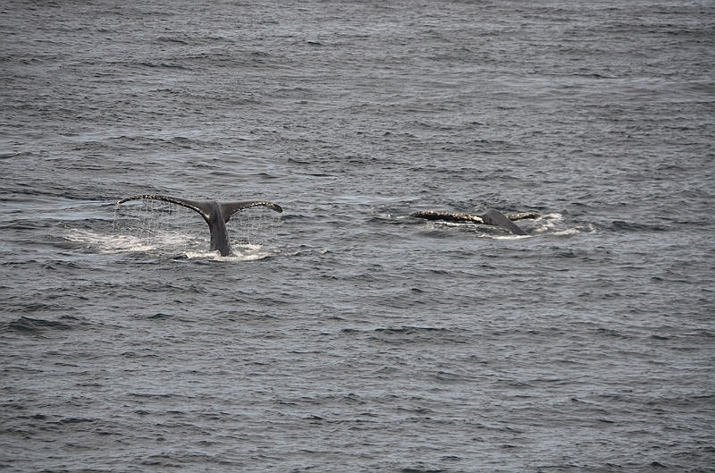 109_USA_Alaska_Unalaska_Island_Humpback_Whale.JPG