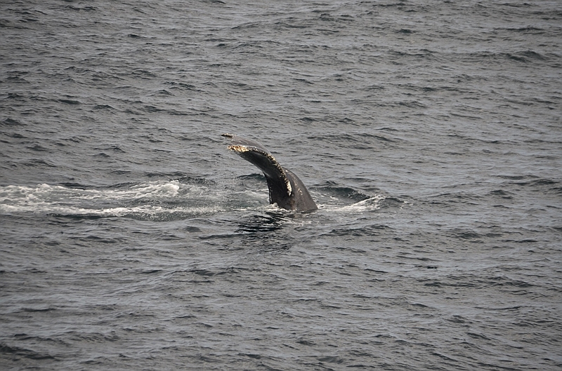 115_USA_Alaska_Unalaska_Island_Humpback_Whale.JPG