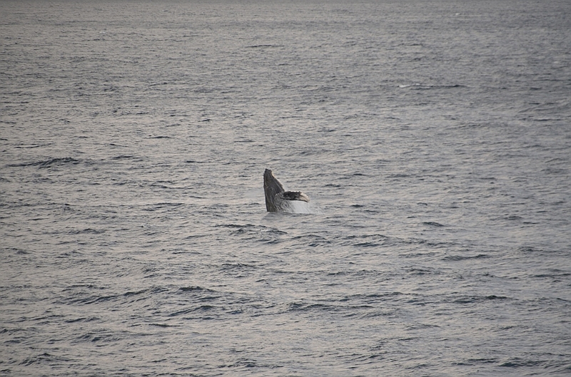 120_USA_Alaska_Unalaska_Island_Humpback_Whale.JPG