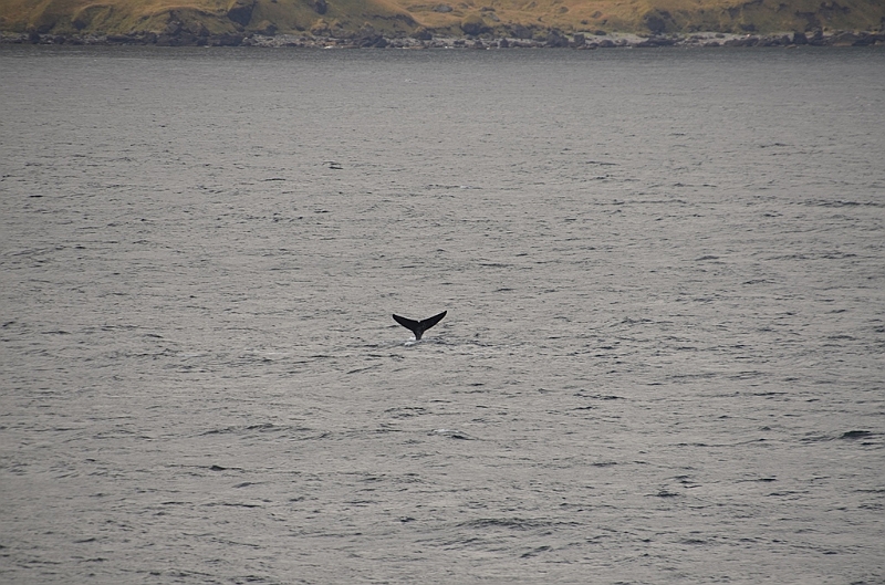 124_USA_Alaska_Unalaska_Island_Humpback_Whale.JPG