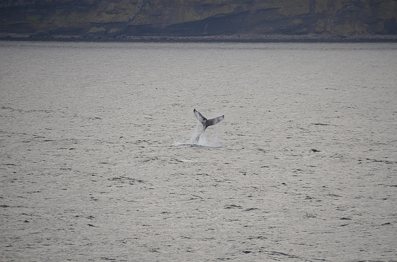 125_USA_Alaska_Unalaska_Island_Humpback_Whale.JPG