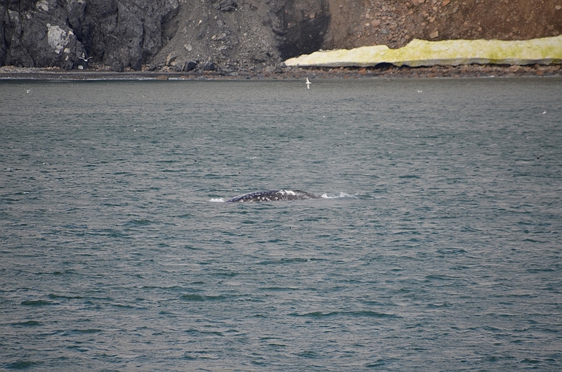 125_Arctic_Russia_Cape_Dezhnev_Grey_Whale.JPG