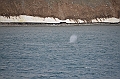 123_Arctic_Russia_Cape_Dezhnev_Grey_Whale