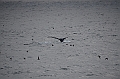134_Arctic_Russia_Chukchi_Sea_Humpback_Whale