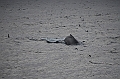 135_Arctic_Russia_Chukchi_Sea_Humpback_Whale