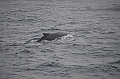 136_Arctic_Russia_Chukchi_Sea_Humpback_Whale