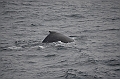 137_Arctic_Russia_Chukchi_Sea_Humpback_Whale