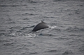138_Arctic_Russia_Chukchi_Sea_Humpback_Whale