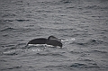 139_Arctic_Russia_Chukchi_Sea_Humpback_Whale