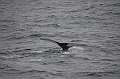 140_Arctic_Russia_Chukchi_Sea_Humpback_Whale