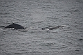 141_Arctic_Russia_Chukchi_Sea_Humpback_Whale