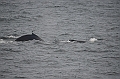 142_Arctic_Russia_Chukchi_Sea_Humpback_Whale