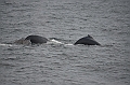143_Arctic_Russia_Chukchi_Sea_Humpback_Whale