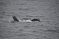 144_Arctic_Russia_Chukchi_Sea_Humpback_Whale