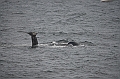 145_Arctic_Russia_Chukchi_Sea_Humpback_Whale
