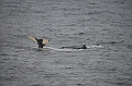 146_Arctic_Russia_Chukchi_Sea_Humpback_Whale