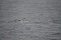 147_Arctic_Russia_Chukchi_Sea_Humpback_Whale