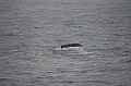 148_Arctic_Russia_Chukchi_Sea_Humpback_Whale