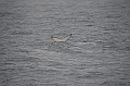 150_Arctic_Russia_Chukchi_Sea_Humpback_Whale