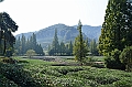 127_China_Hangzhou_Tee_Plantation