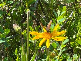 142_Austria_Ennstal_Schladming