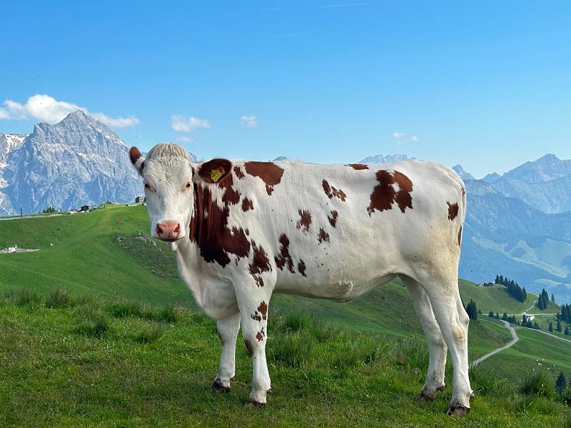 119_Austria_Saalfelden.JPG