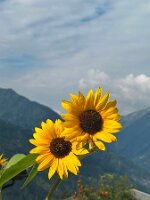 103_Austria_Zillertal_Brandberg