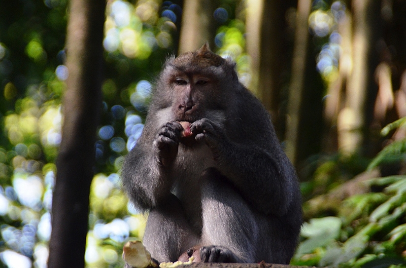 183_Bali_Ubud_Monkey_Forest.JPG