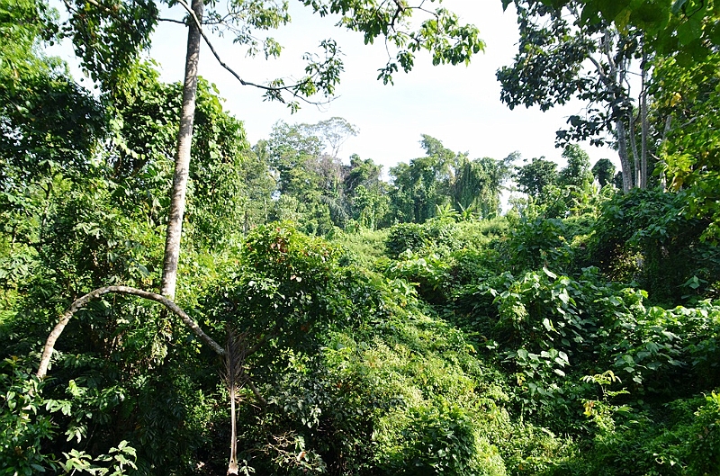 192_Bali_Ubud_Monkey_Forest.JPG