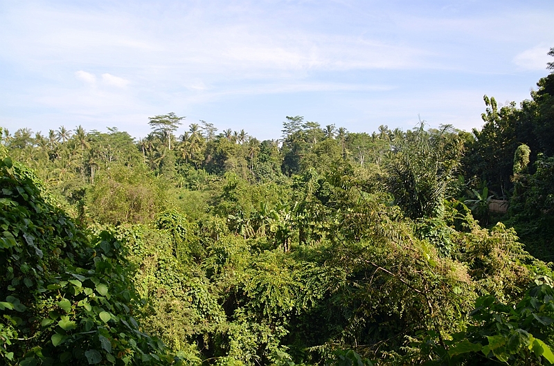 193_Bali_Ubud_Monkey_Forest.JPG