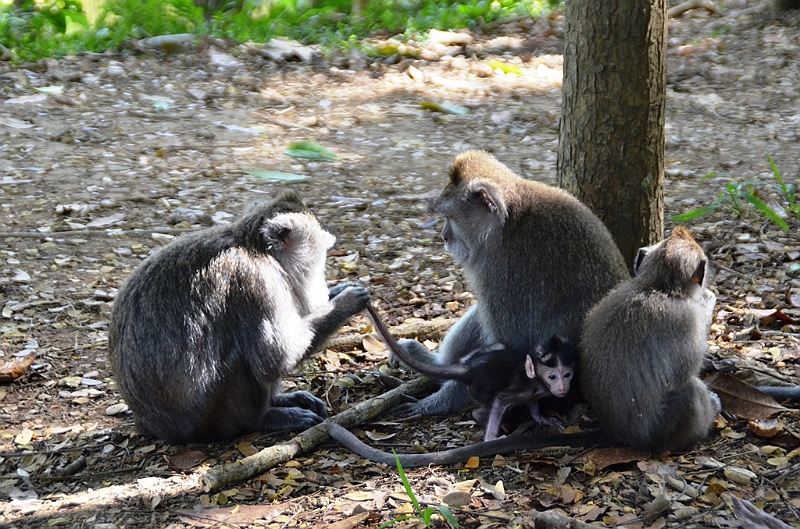 194_Bali_Ubud_Monkey_Forest.JPG