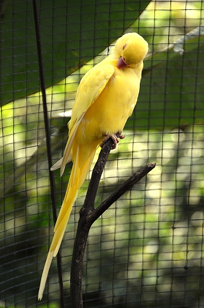 449_Kuala_Lumpur_Bird_Park.JPG