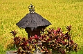 114_Bali_Jatiluwih_Ricefields