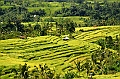 115_Bali_Jatiluwih_Ricefields