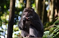 183_Bali_Ubud_Monkey_Forest